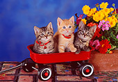 CAT 03 RK2589 01
Three Kittens Sitting In Red Wagon By Flowers