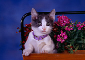 CAT 03 RK2592 02
Gray And White Kitten Sitting In Planter With Flowers