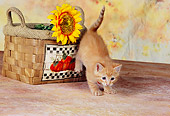 CAT 03 RK2603 01
Orange Kitten Coming Out Of Basket With Yellow Flower