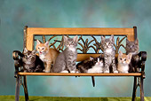 CAT 03 RK2627 01
Group Of Kittens On Bench Studio