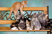 CAT 03 RK2629 01
Group Of Kittens On Bench Studio