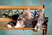 CAT 03 RK2630 01
Group Of Kittens On Bench Studio