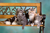 CAT 03 RK2631 01
Group Of Kittens On Bench Studio