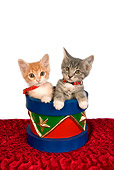 CAT 03 RK2642 01
Two Tabby Kittens Sitting In Christmas Drum Studio
