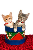 CAT 03 RK2643 01
Two Tabby Kittens Sitting In Christmas Drum Studio