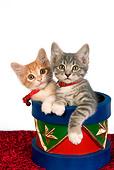 CAT 03 RK2646 01
Two Tabby Kittens Sitting In Christmas Drum Studio