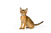 CAT 03 RK2650 01
Abyssinian Kitten On White Seamless Studio