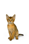 CAT 03 RK2653 01
Abyssinian Kitten On White Seamless Studio