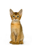 CAT 03 RK2654 01
Abyssinian Kitten On White Seamless Studio