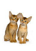 CAT 03 RK2657 01
Two Abyssinian Kittens On White Seamless Studio