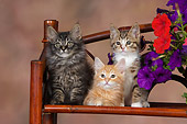 CAT 03 RK2659 01
Three Kittens Sitting On Chair By Flowers Studio