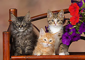 CAT 03 RK2660 01
Three Kittens Sitting On Chair By Flowers Studio