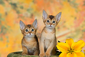 CAT 03 RK2662 01
Two Abyssinian Kittens On Flower Pot By Flower Studio