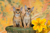 CAT 03 RK2664 01
Two Abyssinian Kittens On Flower Pot By Flower Studio