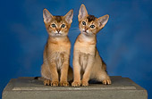 CAT 03 RK2673 01
Two Abyssinian Kittens Sitting Studio