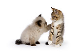 CAT 03 RK2683 01
Himalayan Kitten And Tabby Kitten On White Seamless Studio