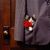CAT 03 RS0035 02
Head Shot Of Black And White Kitten In Suit Pocket With Flower
