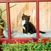 CAT 03 RS0040 01
Black And White Kitten Sitting By Window And Flowers
