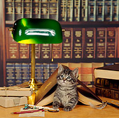 CAT 03 RS0046 01
Tabby Kitten Laying Under Book In Library