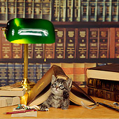 CAT 03 RS0046 02
Tabby Kitten Laying Under Book In Library