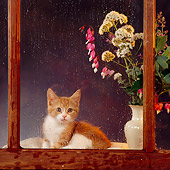 CAT 03 RS0051 01
Red And White Kitten By Window With Rain And Flowers