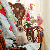 CAT 03 RS0054 01
Siamese Kitten Sitting On Chair By Flowers And Window