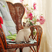CAT 03 RS0054 02
Siamese Kitten Sitting On Chair By Flowers And Window