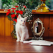 CAT 03 RS0072 01
White Kitten Sitting By Mirror Red Flowers And Valentine Card