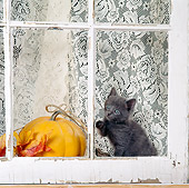 CAT 03 RS0075 01
Gray Kitten Sitting By Window And Pumpkin
