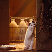 CAT 03 RS0077 01
Kitten Playing With String In Milk House