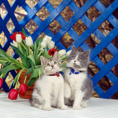 CAT 03 RS0079 01
Two Kittens Sitting By Tulips And Blue Lattice