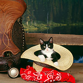 CAT 03 RS0081 02
Black And White Kitten Sitting In Cowboy Hat By Red Bandana