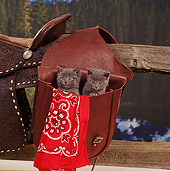 CAT 03 RS0082 01
Two Gray Kittens Sitting Inside Saddlebag By Red Bandana