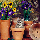 CAT 03 RS0104 02
Tabby Kitten Sitting In Flower Pot By Flowers
