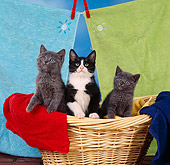 CAT 03 RS0115 01
Group Of Kittens In Laundry Basket By Towels