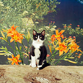 CAT 03 RS0122 02
Black And White Kitten Sitting On Log By Orange Flowers