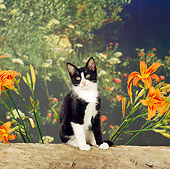 CAT 03 RS0122 03
Black And White Kitten Sitting On Log By Orange Flowers