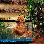 CAT 03 RS0142 01
Humorous Shot Of Orange Kitten In Fish Tank