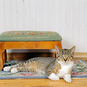 CAT 03 RS0179 01
Tabby And White Kitten Laying By Stool