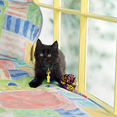 CAT 03 RS0211 01
Black Kitten Sitting On Chaise Longue By Toy And Window