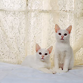 CAT 03 RS0248 02
Portrait Of White Kittens Sitting By Lace Curtain