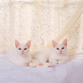 CAT 03 RS0249 02
Portrait Of White Kittens By Lace Curtain