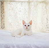 CAT 03 RS0250 02
Portrait Of White Kitten Laying By Lace Curtain