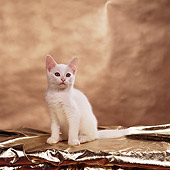 CAT 03 RS0252 03
Portrait Of White Kitten Sitting Gold Background