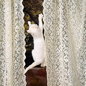 CAT 03 RS0256 01
White Kitten Climbing By Curtains At Window