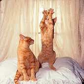 CAT 03 RS0258 01
Red Tabby Kittens On Pillow By Lace Curtain