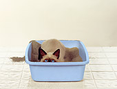 CAT 03 RS0283 01
Siamese Kitten Playing In Litter Box