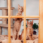 CAT 03 RS0302 03
Two Tabby Kittens Looking Out Window
