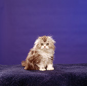 CAT 03 RS0303 02
Portrait Of Scottish Fold Kitten Sitting Blue Background