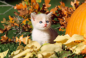 CAT 03 RW0001 01
Orange And White Kitten Sitting Autumn